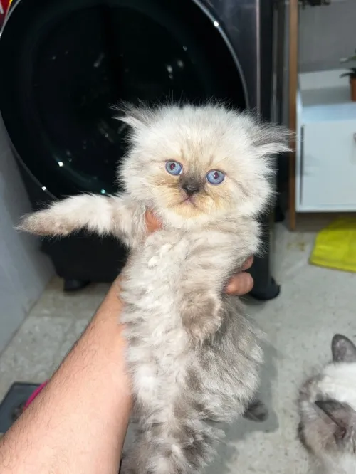 Chaton person picky face pure race 1 mois 
