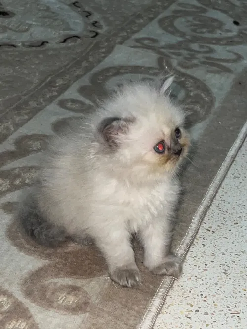 Des chatons person pake face age 1 mois 