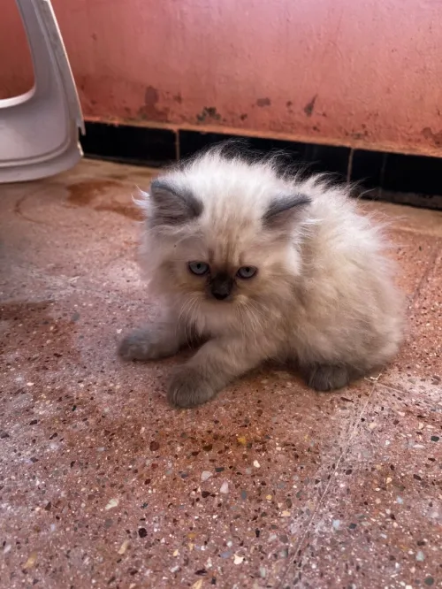 Des chatons persan himalayen 