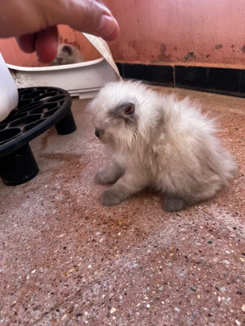 Des chatons persan himalayen 