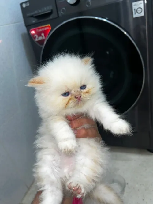 Chaton person picky face pure race 1 mois 