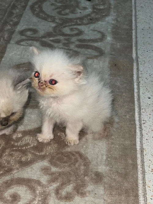 Des chatons person pake face age 1 mois 