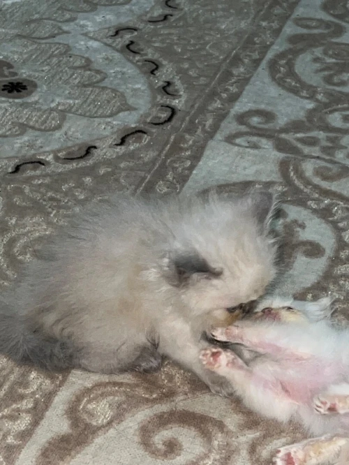 Des chatons person pake face age 1 mois 