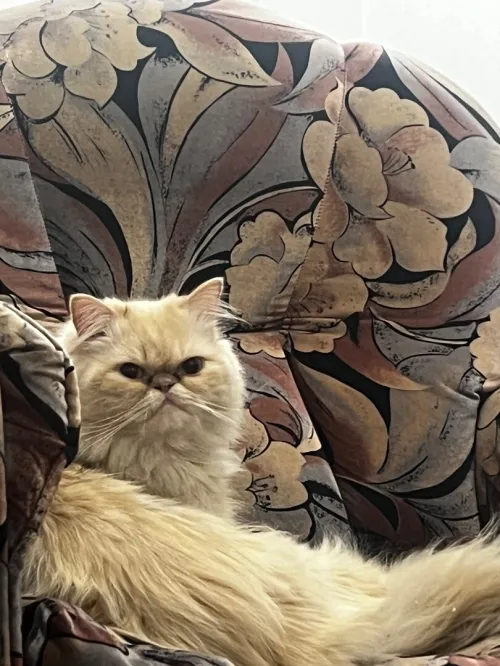 Des chatons person pake face age 1 mois 