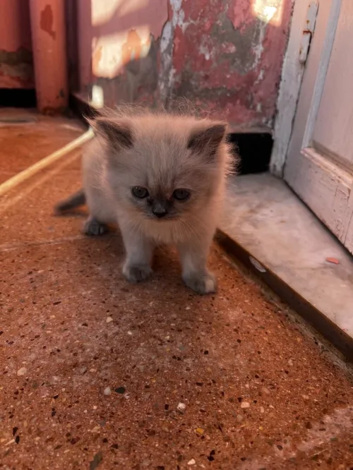 Des chatons persan himalayen 