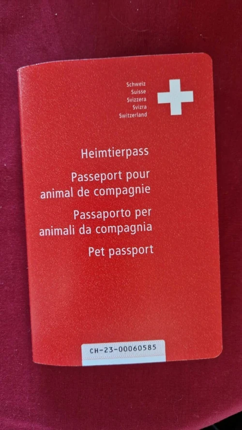 Persan de race, importé en Suisse avec documents officiels