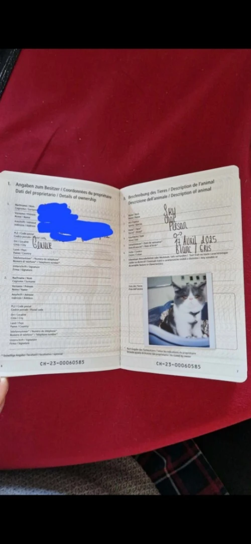 Chat Persan de race, importé en Suisse avec documents officiels