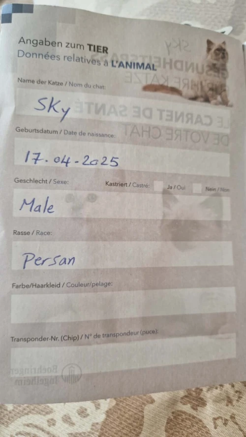 Persan de race, importé en Suisse avec documents officiels