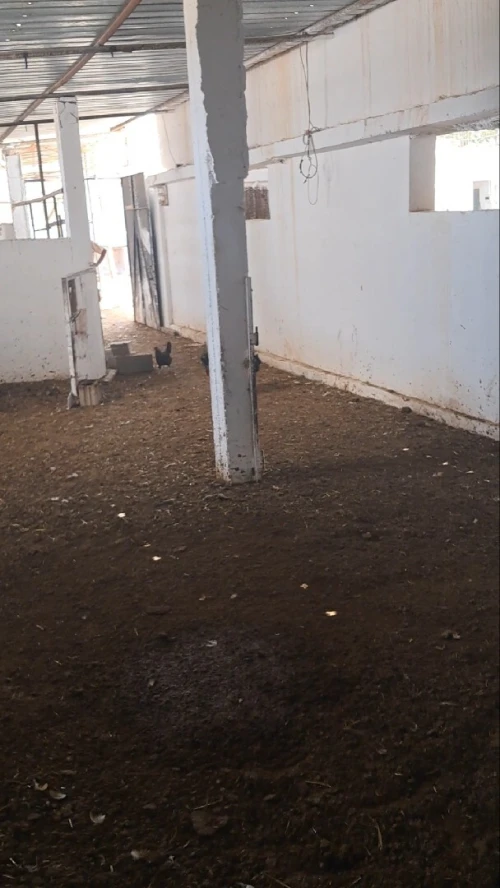 Vente Hangar - Usine Tlemcen Hennaya