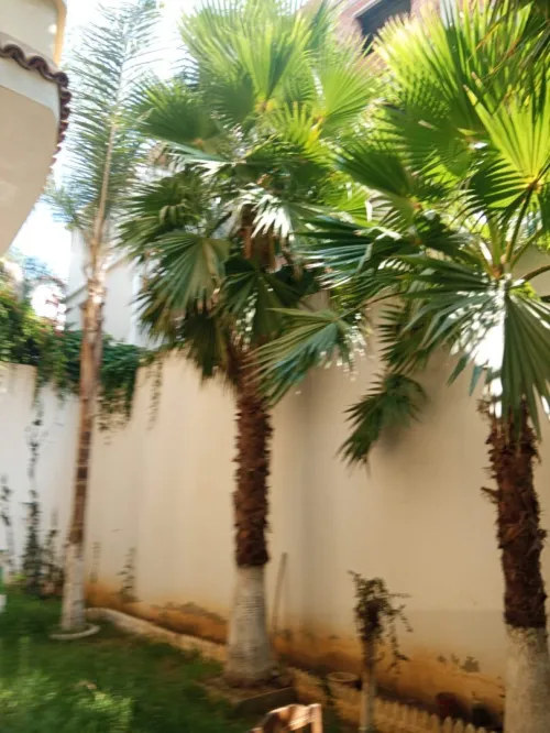 Vente Villa Alger Zeralda