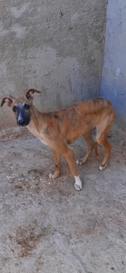 Chien slougi
