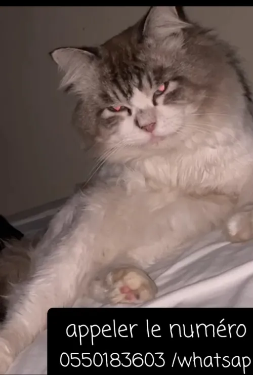 Chat ragdolle mitted