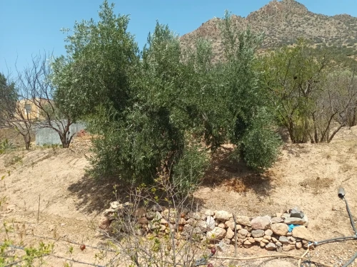 Vente Terrain Béjaïa Akbou