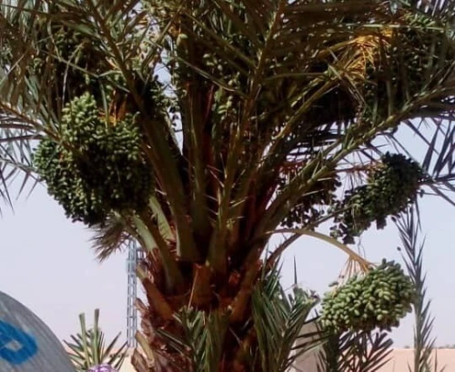 Vente Terrain Agricole Adrar Fenoughil