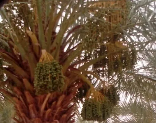 Vente Terrain Agricole Adrar Fenoughil