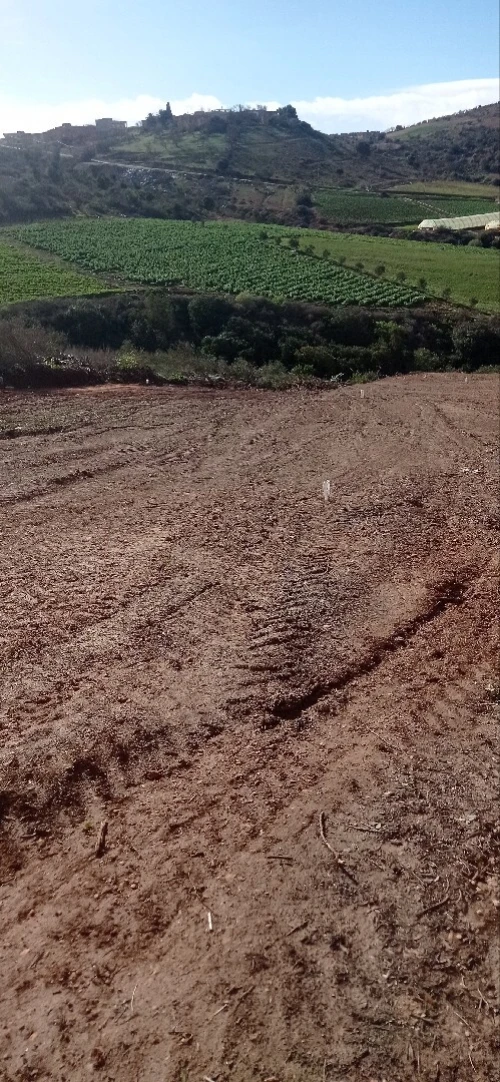 Vente Terrain Tlemcen Souahlia