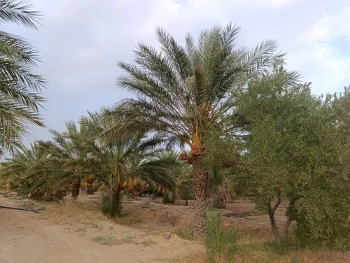 Vente Terrain Agricole Biskra El hadjeb