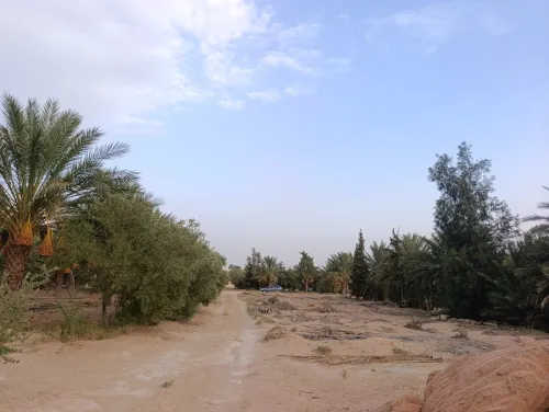 Vente Terrain Agricole Biskra El hadjeb