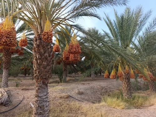 Vente Terrain Agricole Biskra El hadjeb