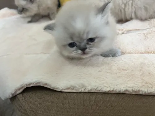 Chatons Persan himalayen et Red point 