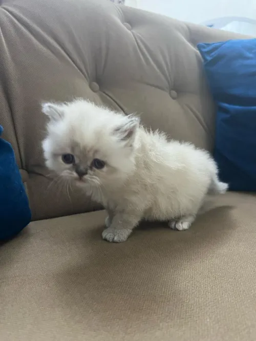 Chatons Persan himalayen et Red point 