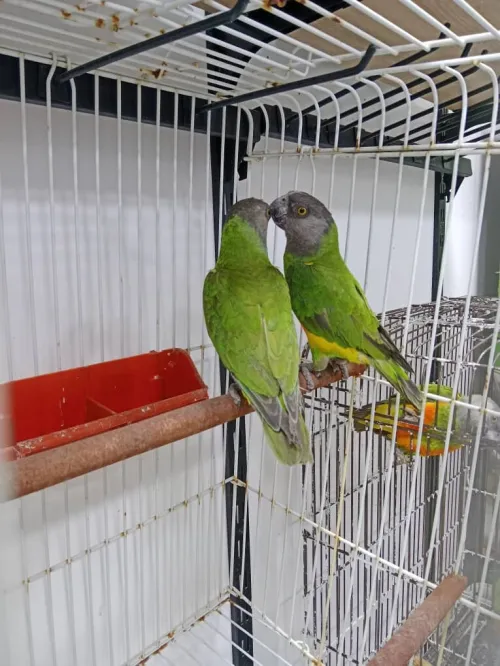 Couple formé youyou 