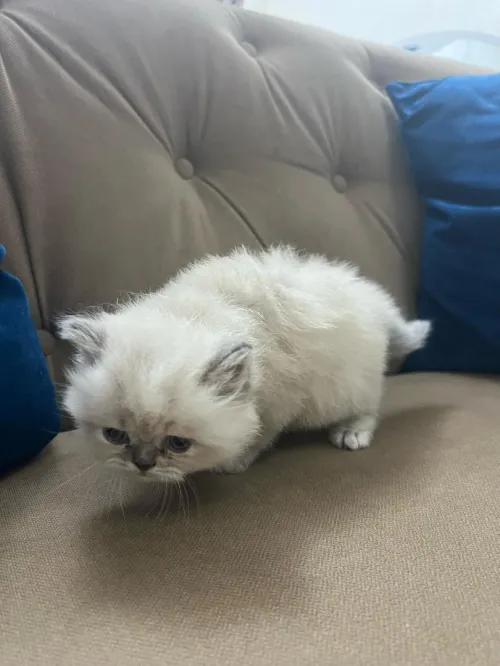 Chatons Persan himalayen et Red point 