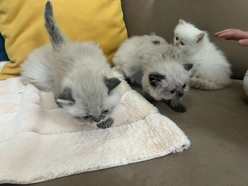Chatons Persan himalayen et Red point 