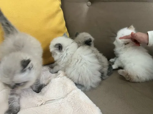 Chatons Persan himalayen et Red point 