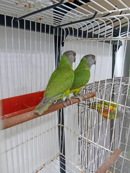 Couple formé youyou 