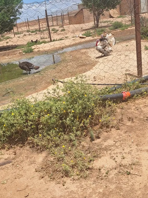 Vente Terrain Agricole Tiaret Ain kermes