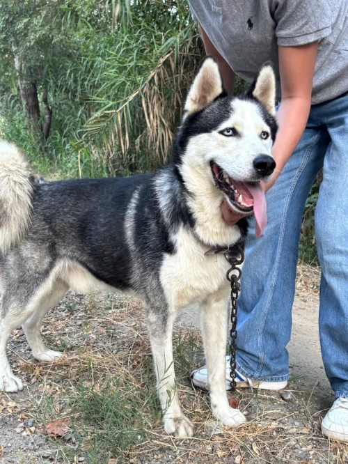 Magnifique Husky Sibérien de 2 ans à vendre
