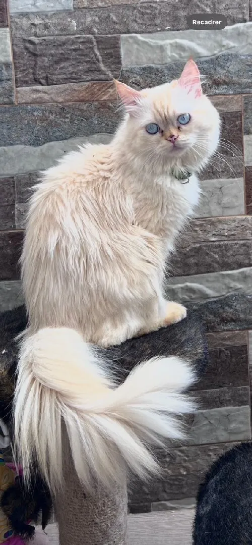 Chat persan