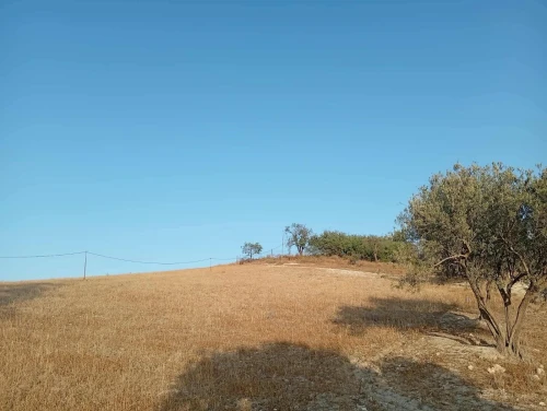 Vente Terrain Agricole Aïn Témouchent Ain kihal