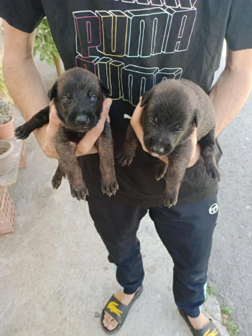 Malinois 