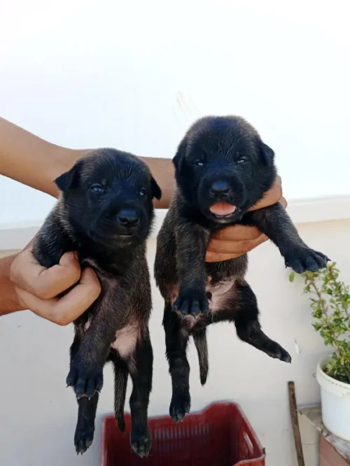 Malinois 