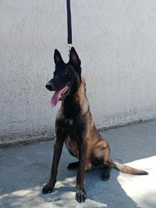 Malinois 