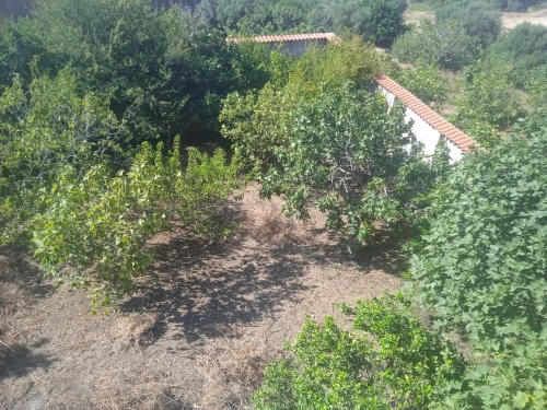 Vente Terrain Blida Bougara