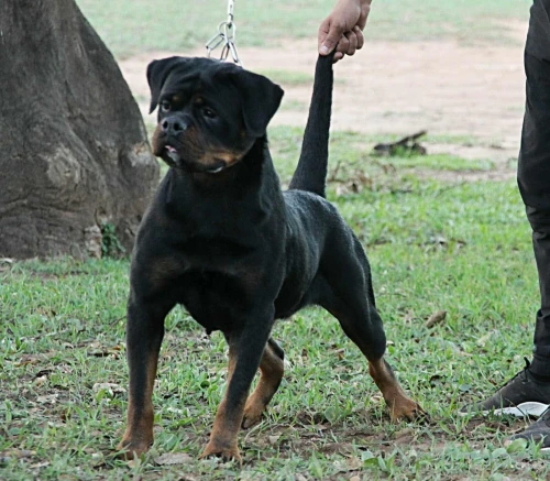 Rottweiler Serbie 