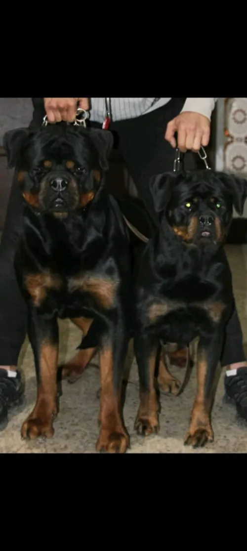 Rottweiler Serbie 