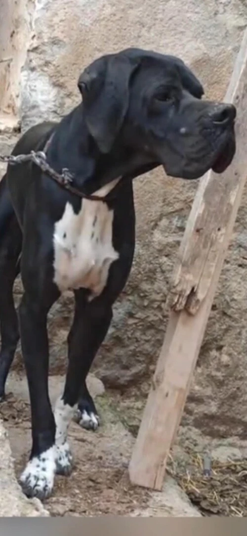 Chien de chasse vraie race 