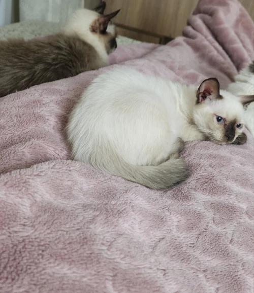 Chat siamois 