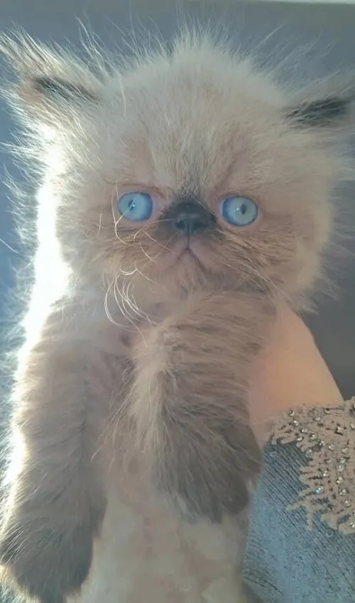 Disponible des chaton himalaya 2 mois