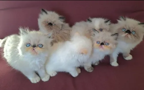 Disponible des chaton himalaya 2 mois