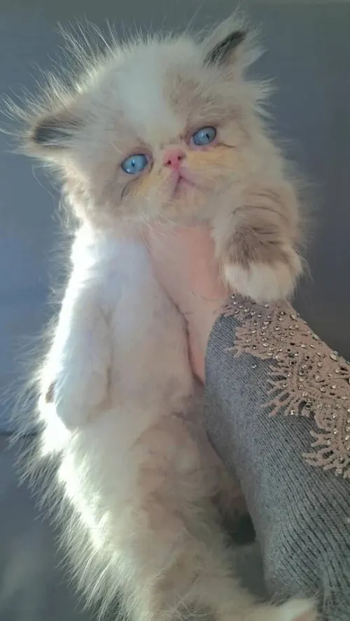 Disponible des chaton himalaya 2 mois