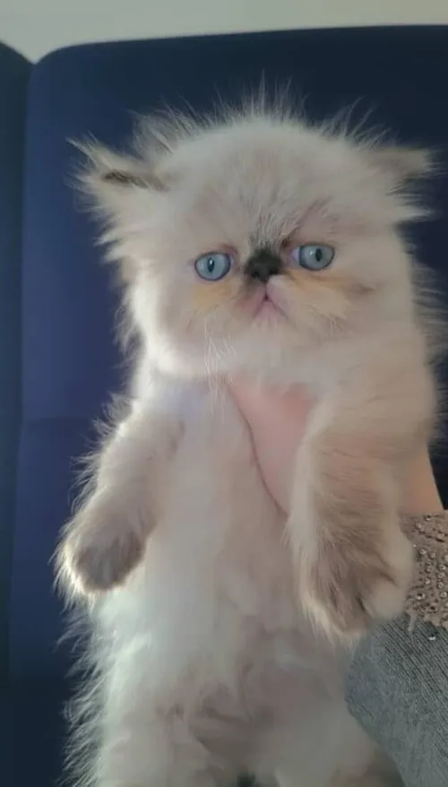 Disponible des chaton himalaya 2 mois