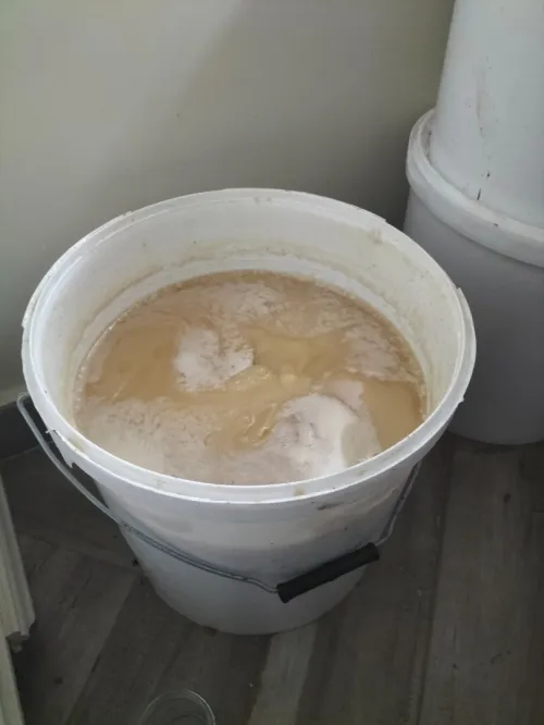 عسل السدر الملكي