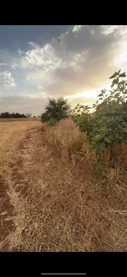Vente Terrain Agricole Aïn Témouchent Hassasna 4