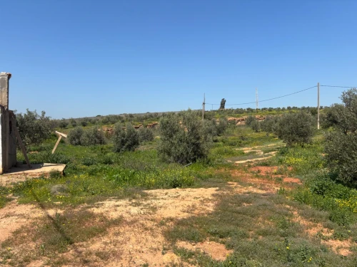 Vente Terrain Agricole Oran Boufatis