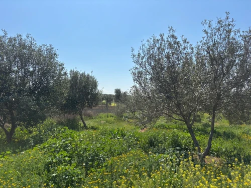 Vente Terrain Agricole Oran Boufatis